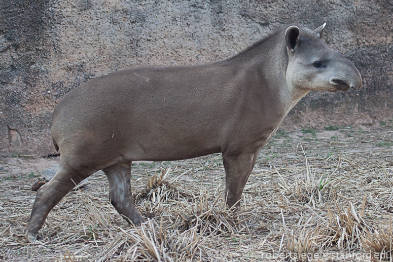 tapir